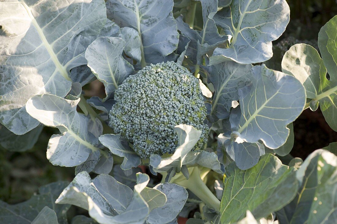 Brokkoli (Brassica oleracea var. italica)