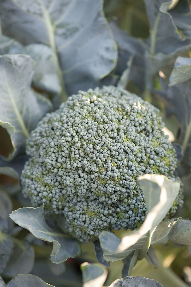 Broccoli (Brassica oleracea var italica)