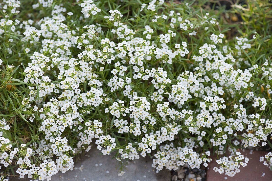 Lobularia 'Snow Princess' (scented stonewort)