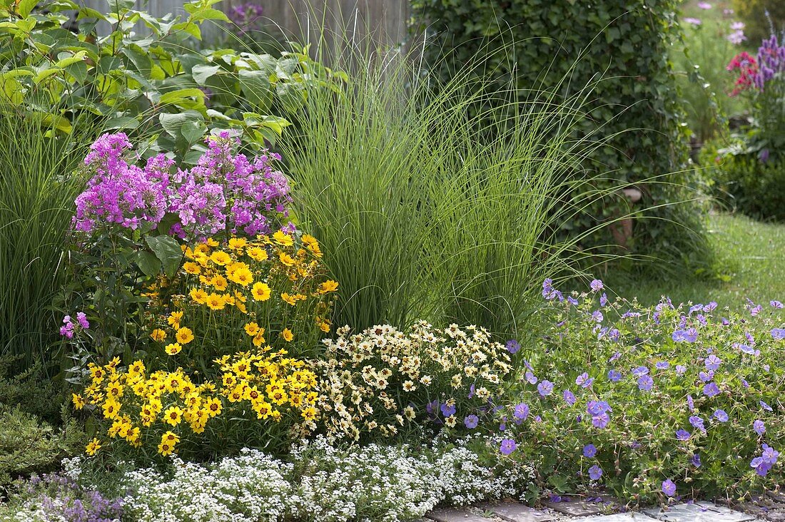 Coreopsis 'Gold Nugget', grandiflora 'Sonnenkind' und 'Snowberry' (Mädchenauge