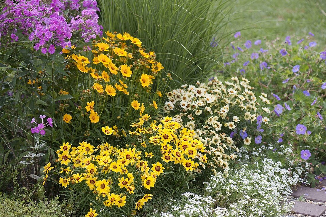 Coreopsis 'Gold Nugget', grandiflora 'Sonnenkind' und 'Snowberry' (Mädchenauge