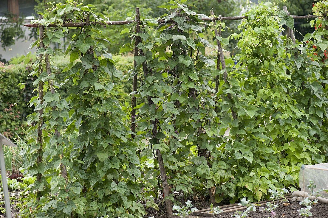 Different varieties of runner beans (Phaseolus)