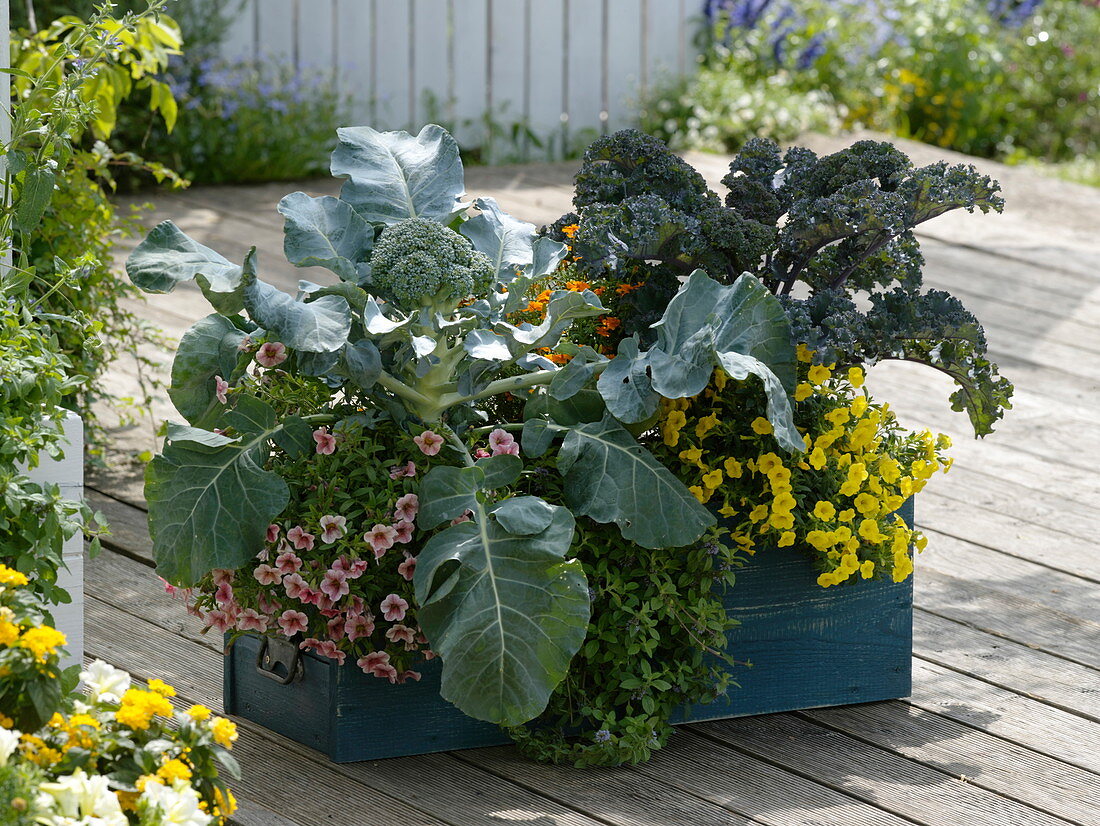 Kasten mit Gemüse und Balkonblumen
