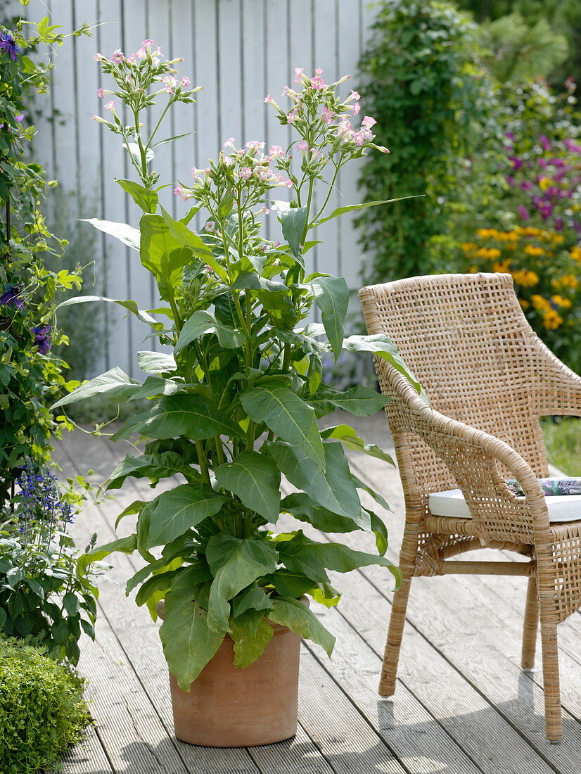 Nicotiana tabacum (Echter Tabak) in Terracottakübel auf Holzdeck