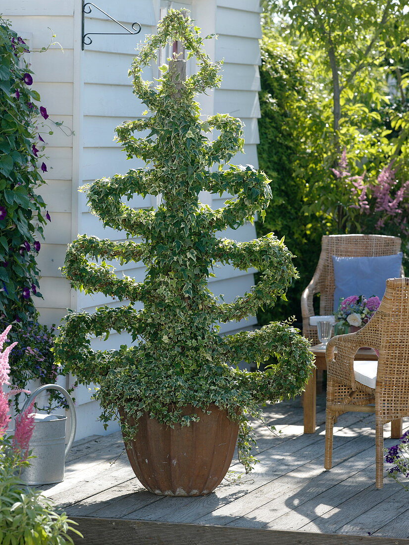 Hedera (ivy) grown on fir tree shaped scaffolding