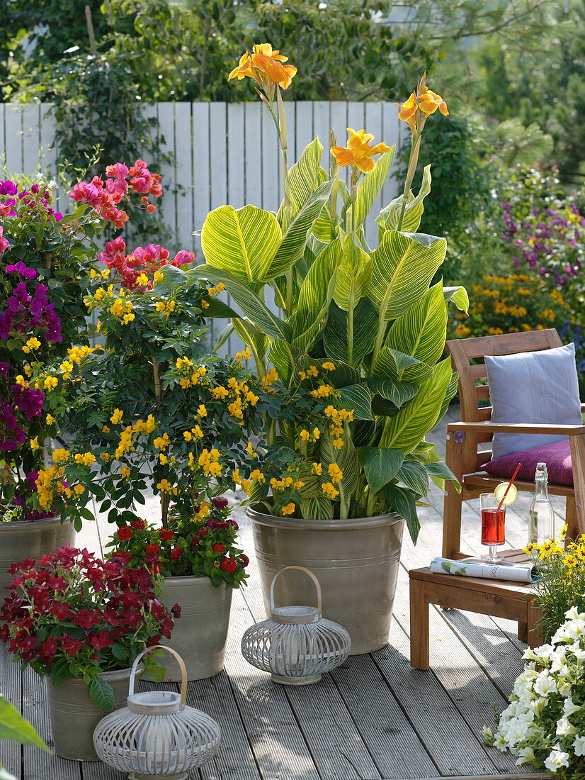 Canna indica (Indian flower cane) with yellow variegated leaves