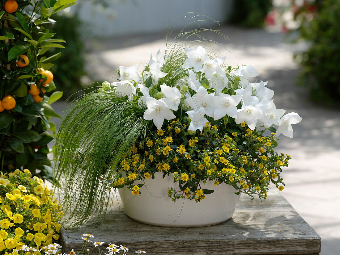 Platycodon grandiflorus 'Astra White' (Ballonblumen), Sanvitalia 'Little Penny'