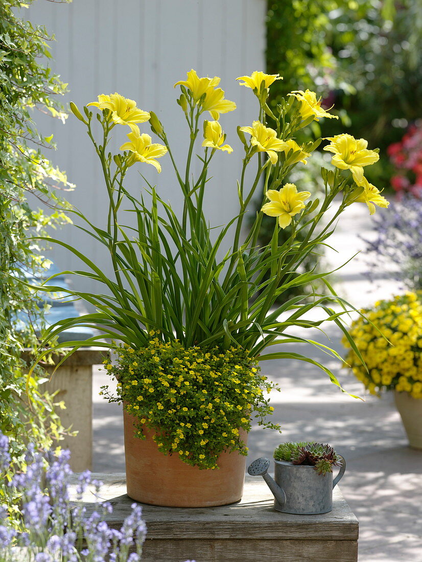 Hemerocallis 'Green Flutter' (Daylily)