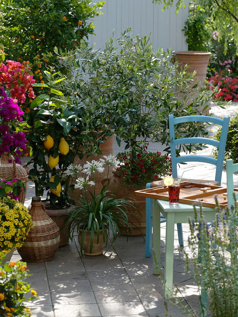 Greek terrace: Olea europaea (olive), bougainvillea