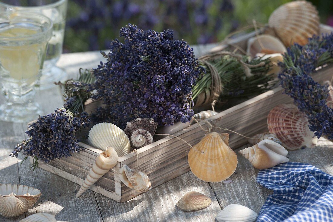Maritime table decoration with lavender (Lavandula) and shells