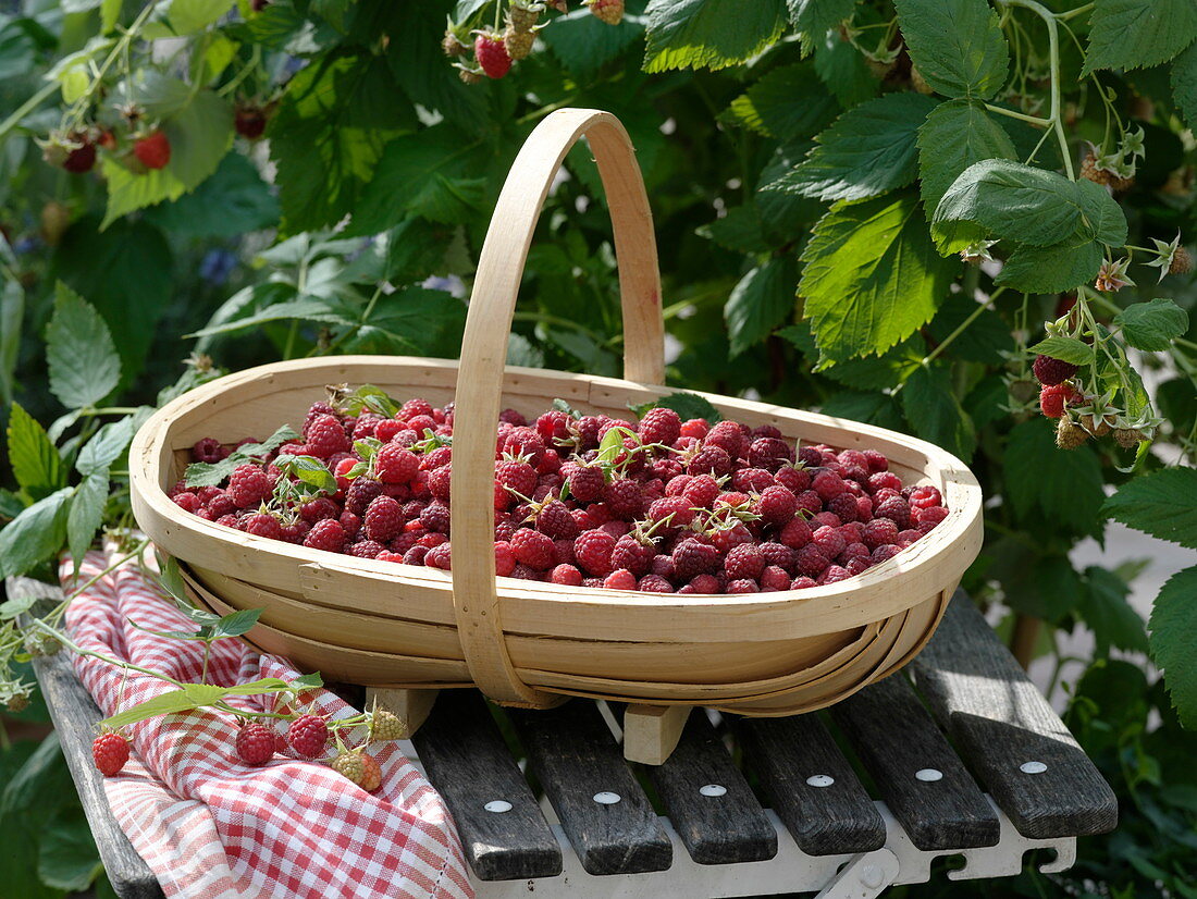 Korb mit frisch gepflückten Himbeeren (Rubus)