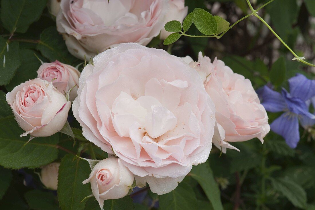 Rosa 'Clair' (Renaissance-Rose), öfterblühend, starker Duft, Höhe 100