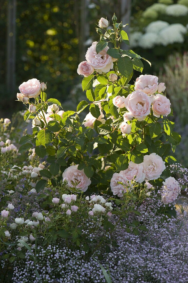 Rosa 'Clair' (Renaissance rose), repeat flowering, strong fragrance, height 100 -