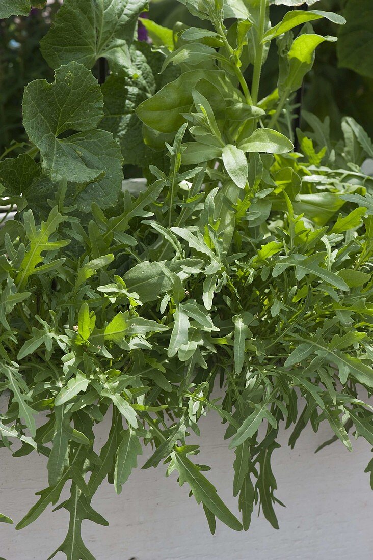 Rocket (Eruca sativa) in a box