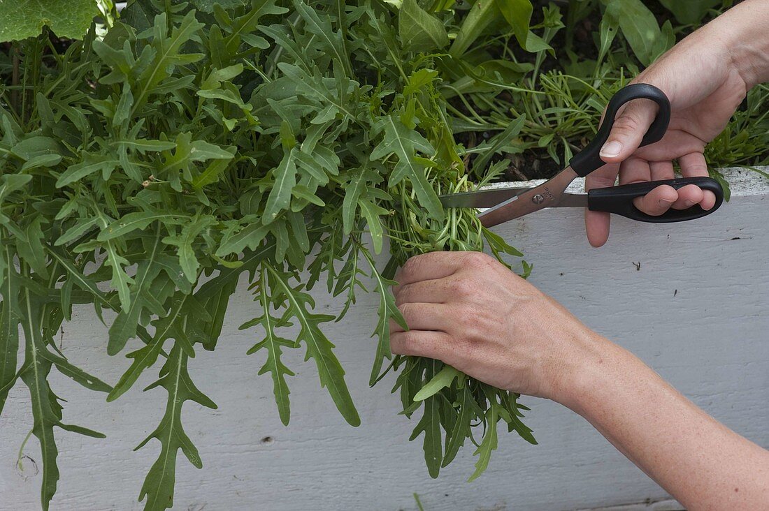 Arugula (Eruca sativa) in the box is harvested with scissors