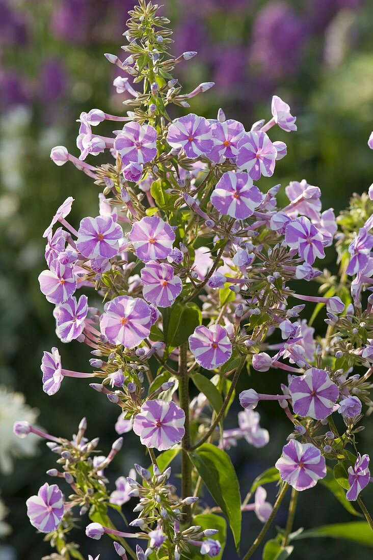 Phlox maculata 'Natascha' (Meadow phlox)