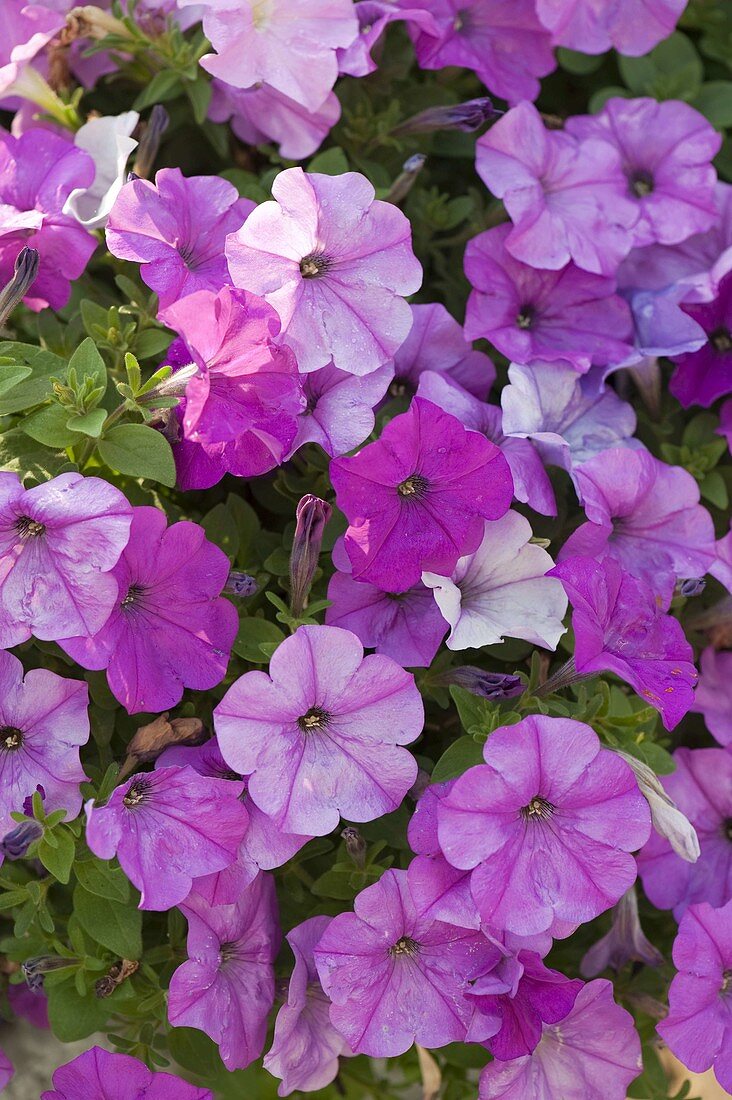 Petunia Bingo 'Purple' (Petunia)