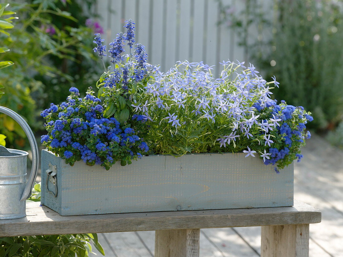 Ageratum, Solenopsis Axillaris 'Blue Star', Salvia