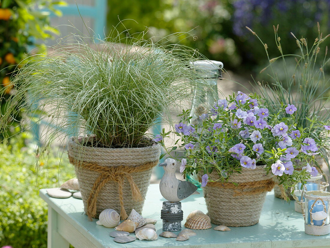 Calibrachoa Sweet Bell's 'Lavender' (magic bell), Carex comans