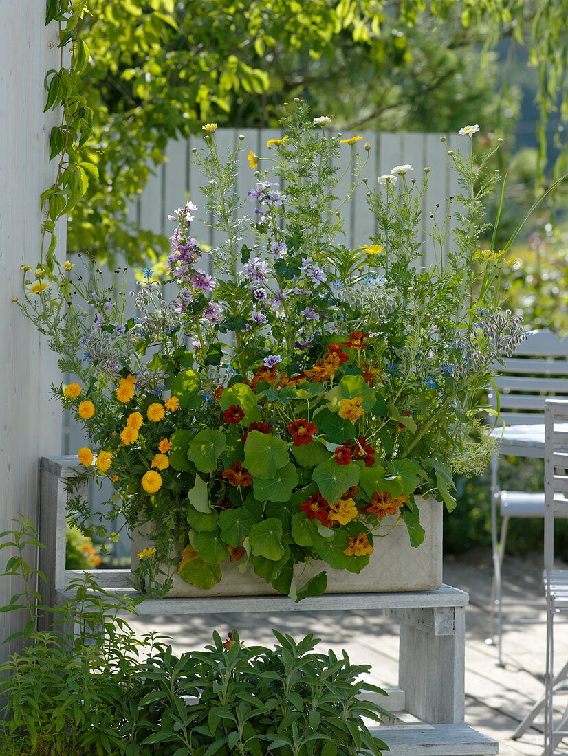 Aussaat-Kasten mit Blüten für Gourmets