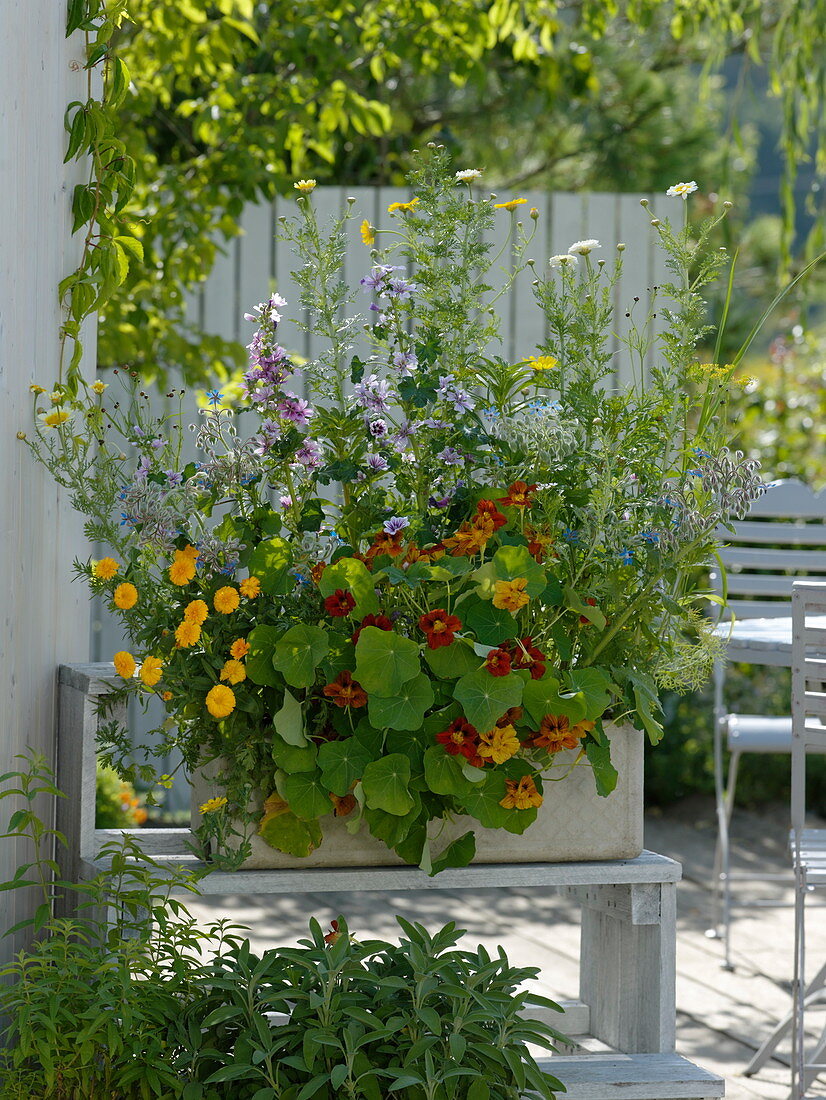 Sowing box with flowers for gourmets