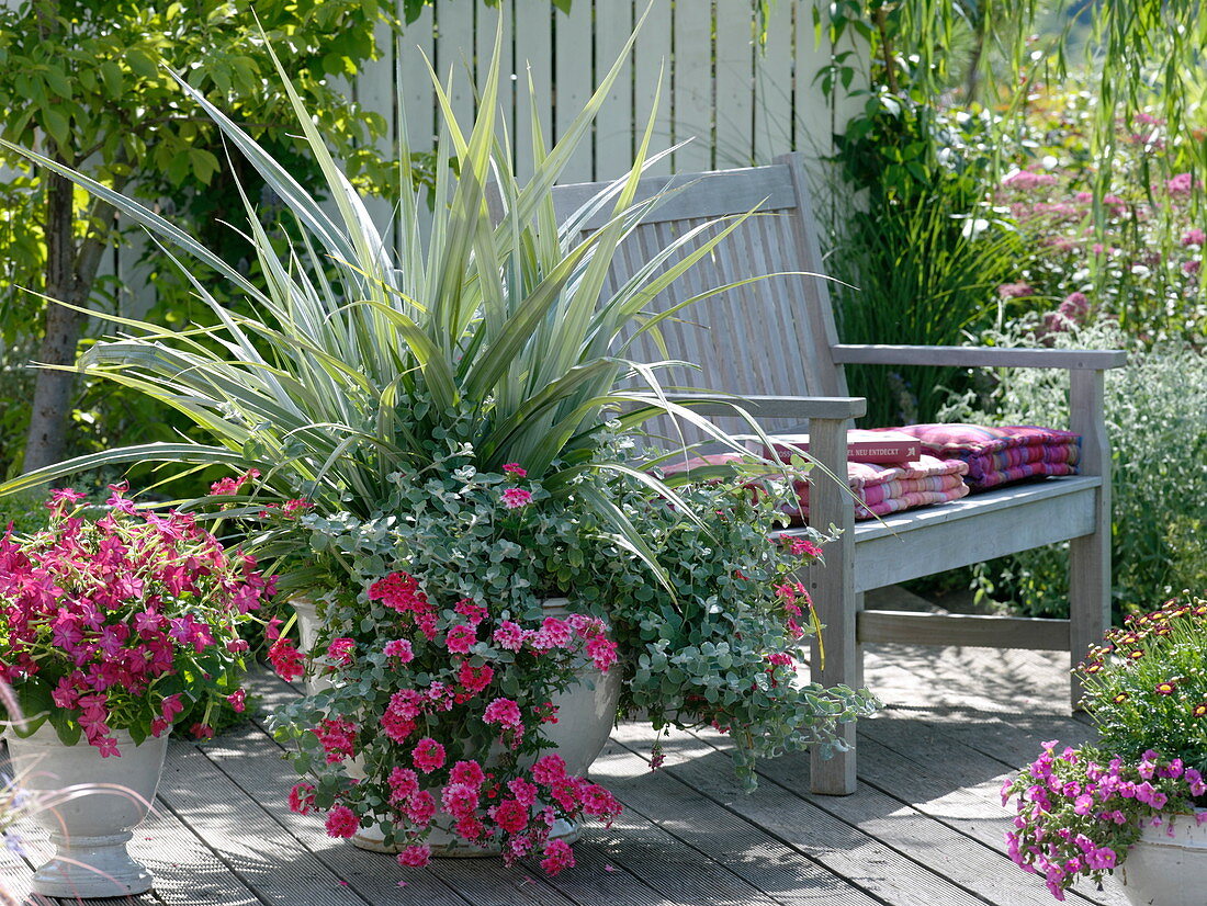 Astelia chathamica 'Silver Spear' (Astelie), Verbena 'Coral Pink' (Verbena)