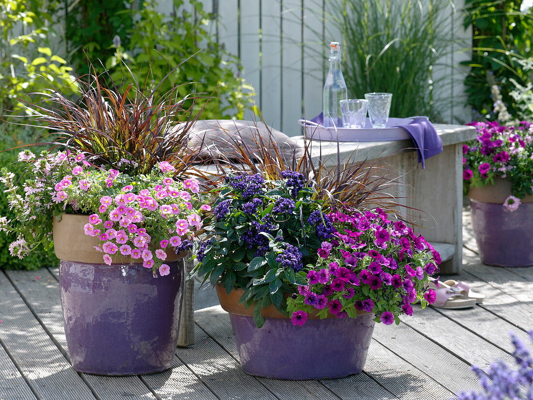 Calibrachoa Celebration 'Lipstick Pink', Heliotropium