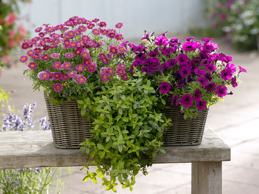 Petunia 'Soleil Purple' with half-blooming flowers, mint