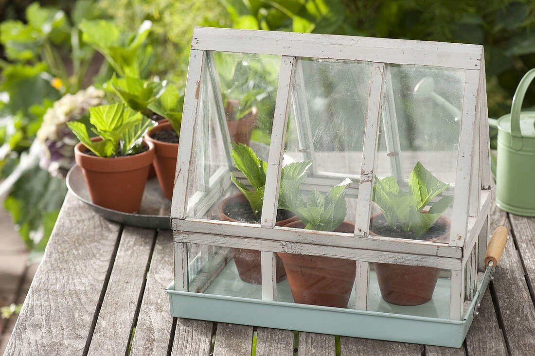 Hydrangeas cuttings propagation