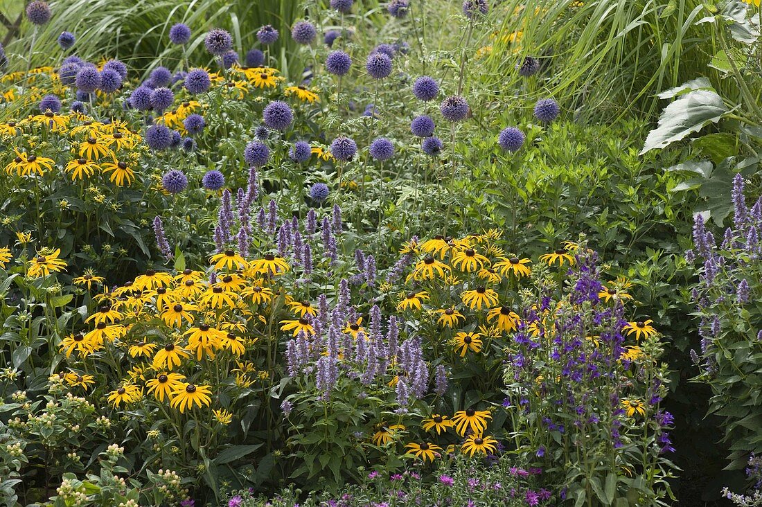 Blue-yellow perennial bed