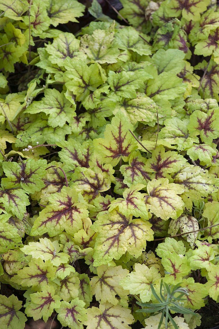 Heucherella 'Stoplight' (Bastard-Purpurglöckchen)