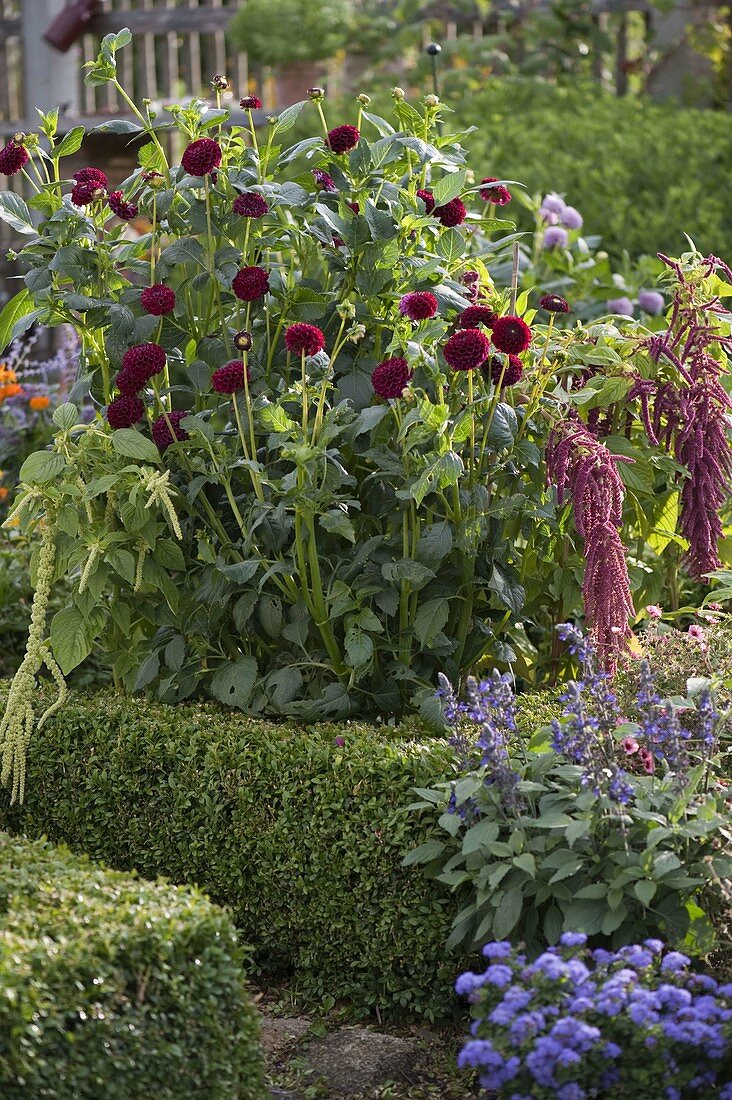 Farm garden with Dahlia 'Black Diamond' (ball dahlia), Amaranthus