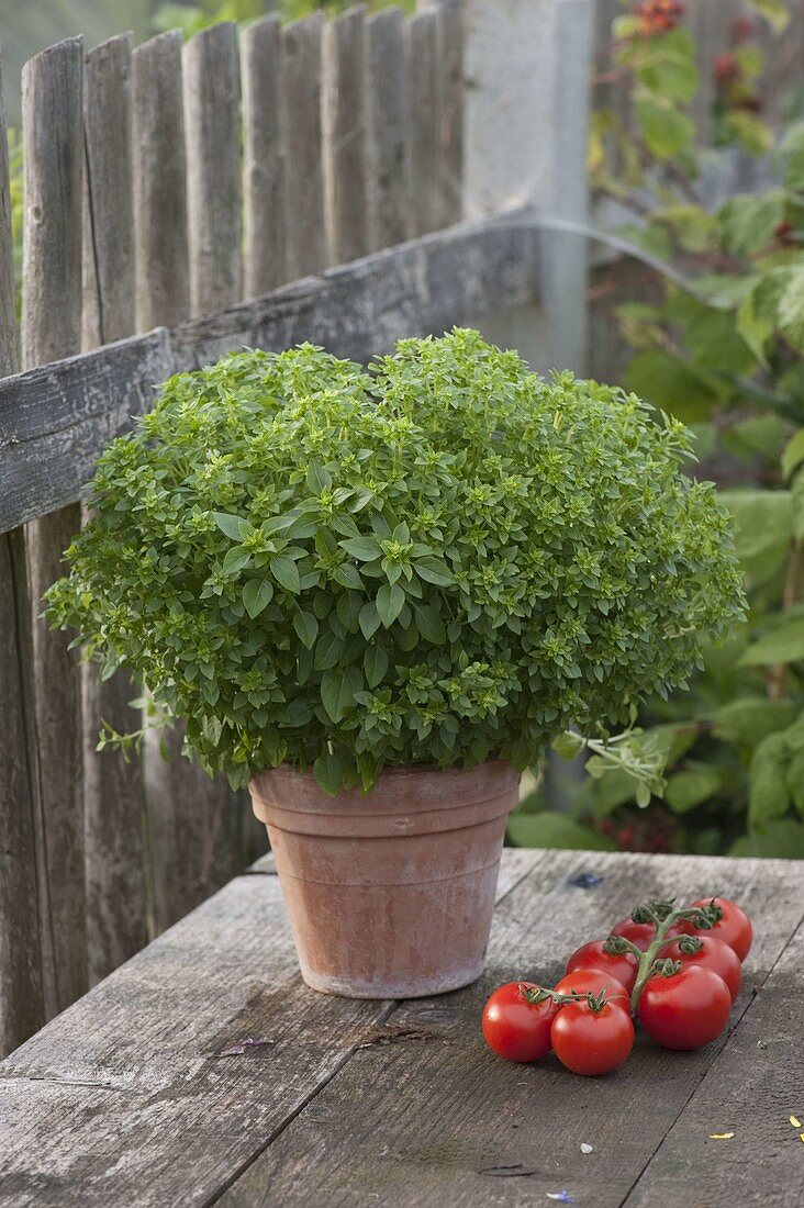Mini basil 'Picolino' (Ocimum) in clay pot, ripe tomatoes