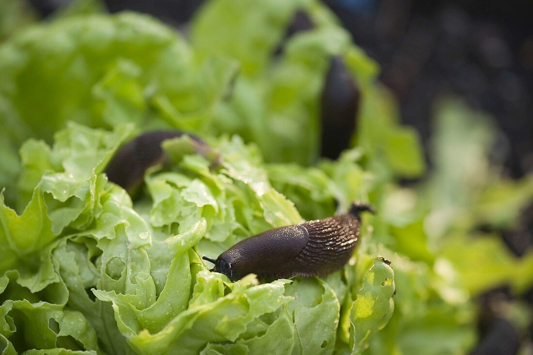 Braune Wegschnecken (Arion subfuscus) fressen Salatkopf (Lactuca)