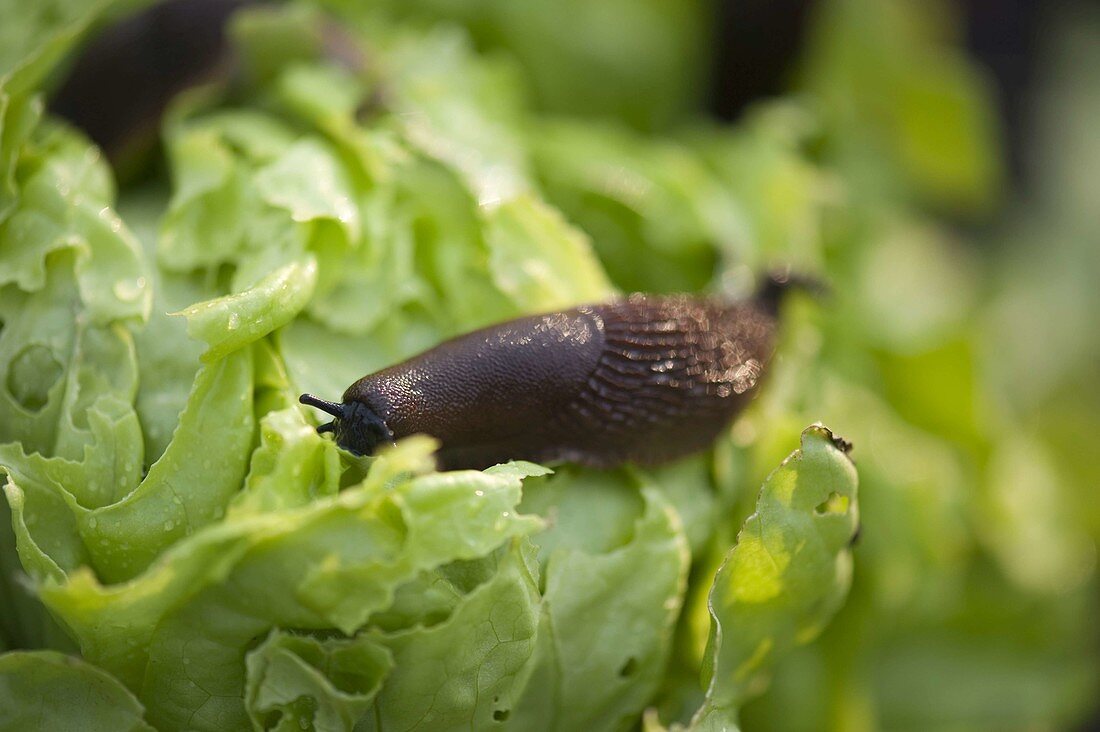Brown slug (Arion subfuscus) eats head of lettuce (Lactuca)