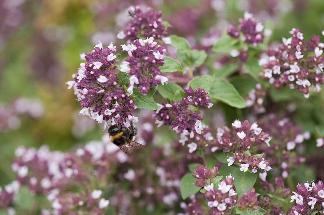 Oregano, Dost 'Kulturform' (Origanum vulgare)