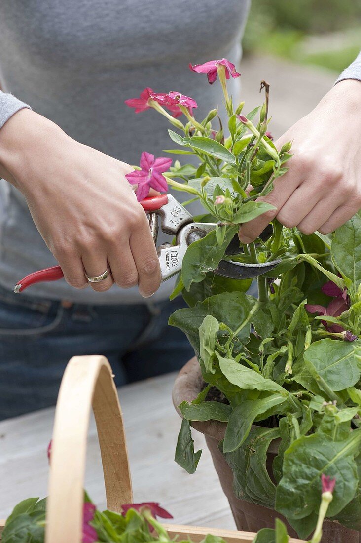 Frau schneidet Nicotiana (Ziertabak) zurück