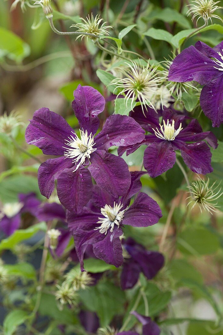 Clematis viticella 'Romantica' (Italienische Waldrebe)