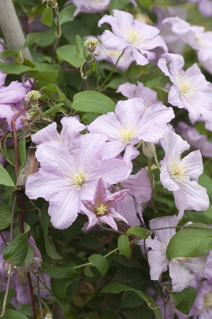 Clematis Hybride 'Perle d'Azur' (Clematis)