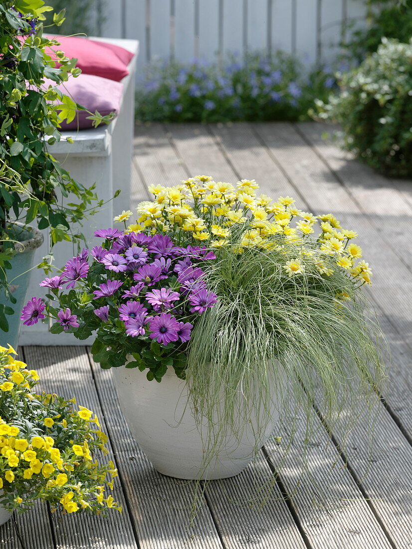 Osteospermum Impassion 'Lavender Rose' (Cape Marigold), Carex 'Frosted