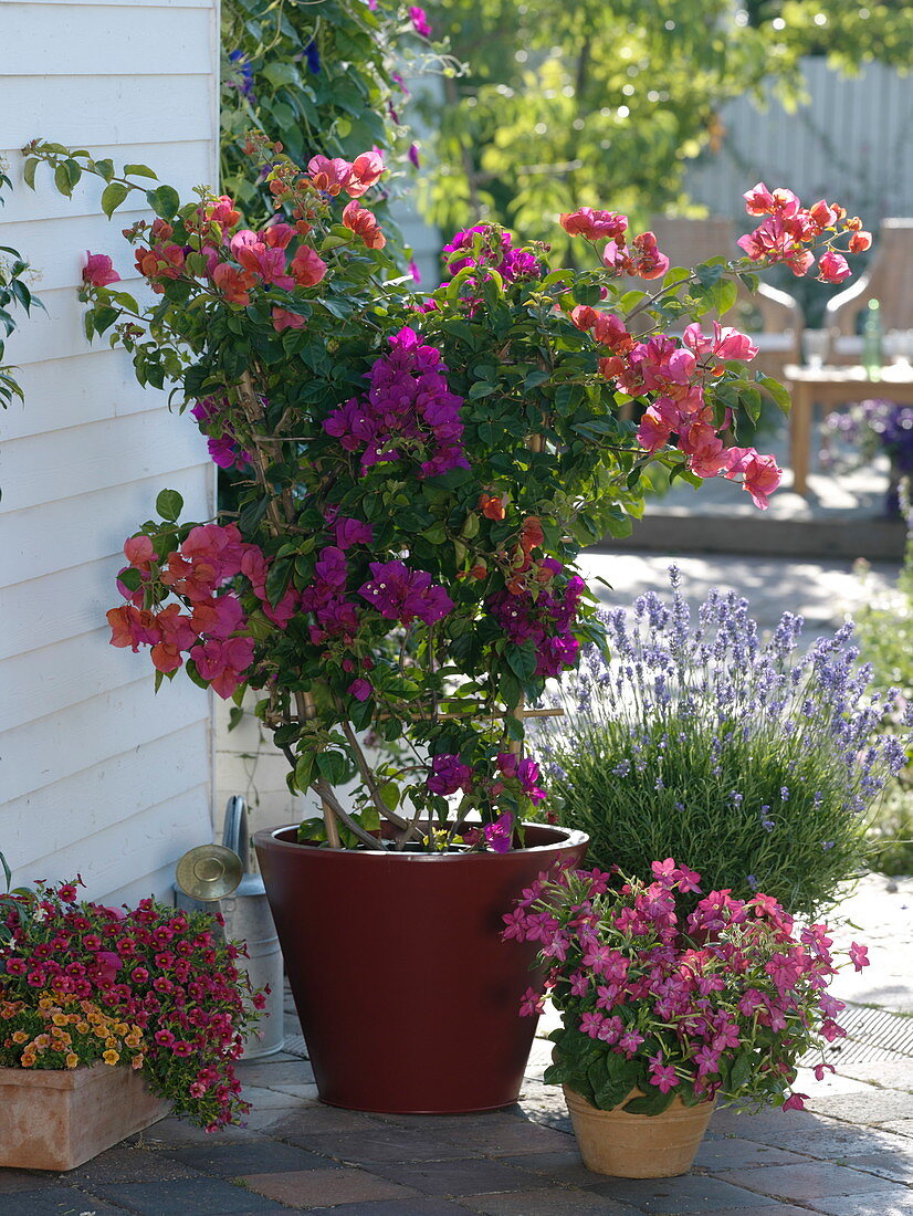 Different colors Bougainvillea pulled together in pot on trellis