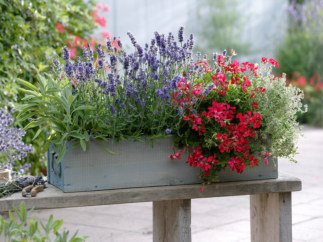 Wooden box with herbs and geranium