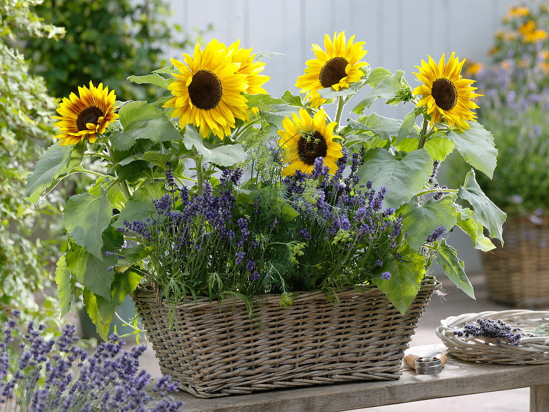 Basket with helianthus, lavender, dill