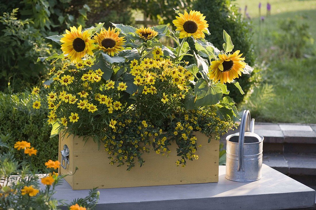 Gelber Kasten mit Helianthus (Sonnenblumen), Coreopsis 'Gold Nugget'