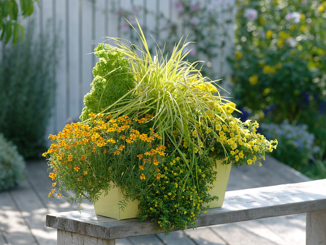 Tagetes tenuifolia (Marigold), Calibrachoa 'Capri Gold'