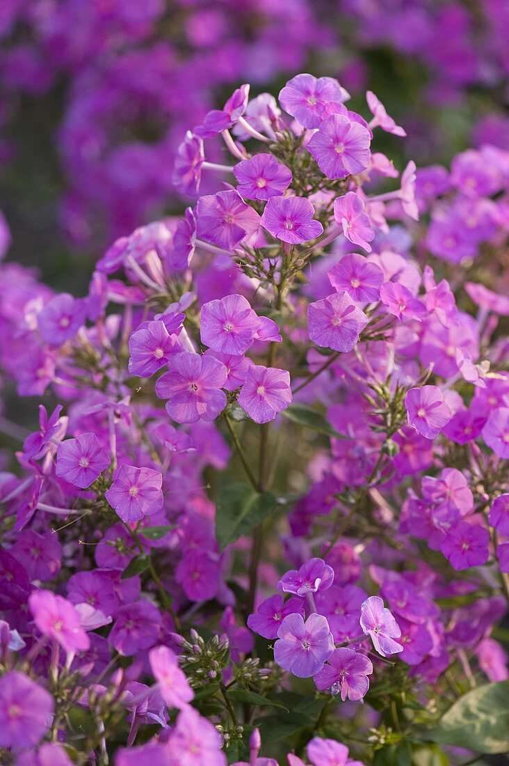 Phlox paniculata 'Lilac Flame' (Flammenblume)