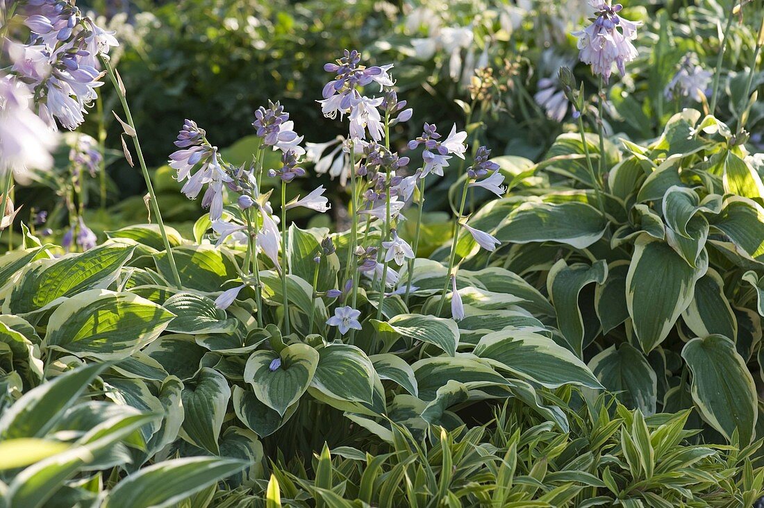 Hosta 'Francee' (Funkia)