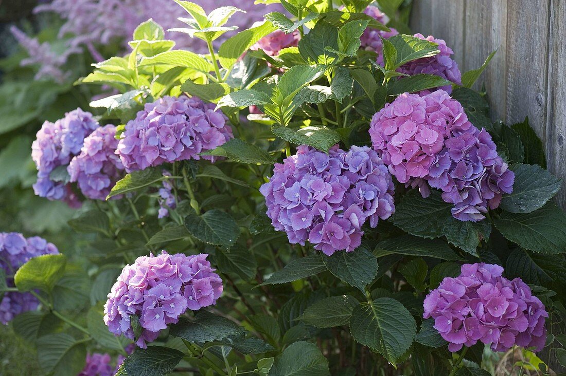 Hydrangea macrophylla (Hydrangea)