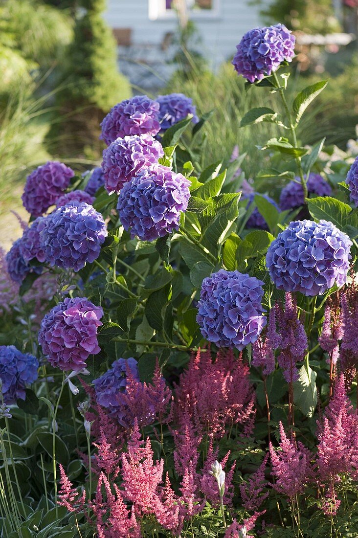 Hydrangea macrophylla 'Côte d'Azur' (Hortensie)