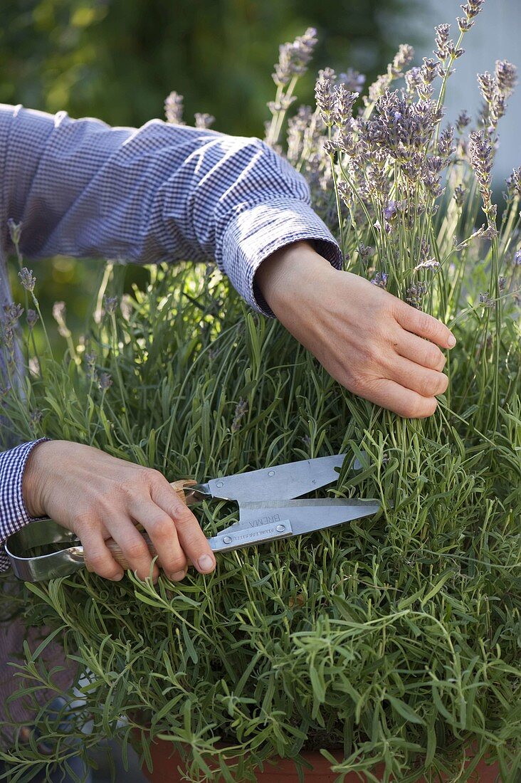 Nach der Blüte wird Lavendel (Lavandula) kräftig zurückgeschnitten